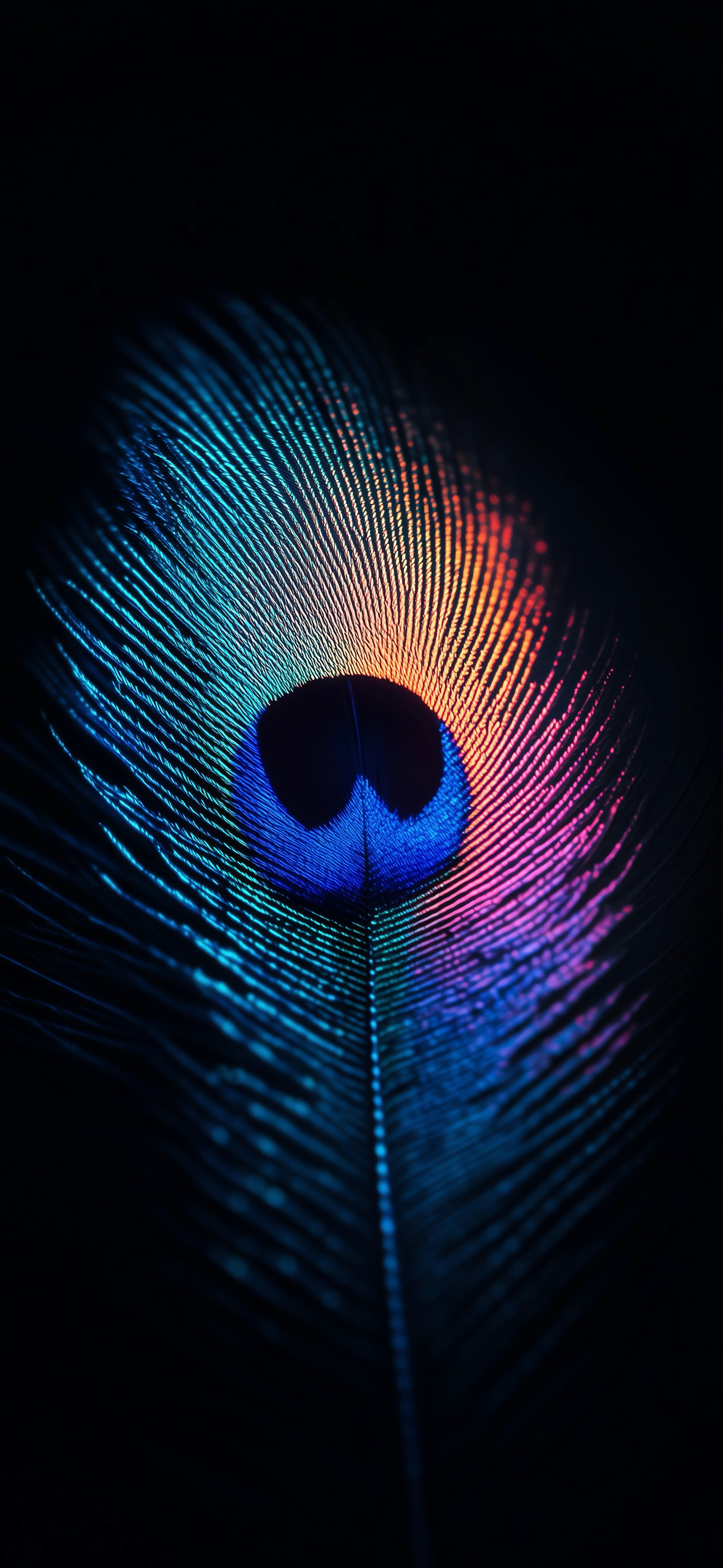 Iridescent Peacock Feather