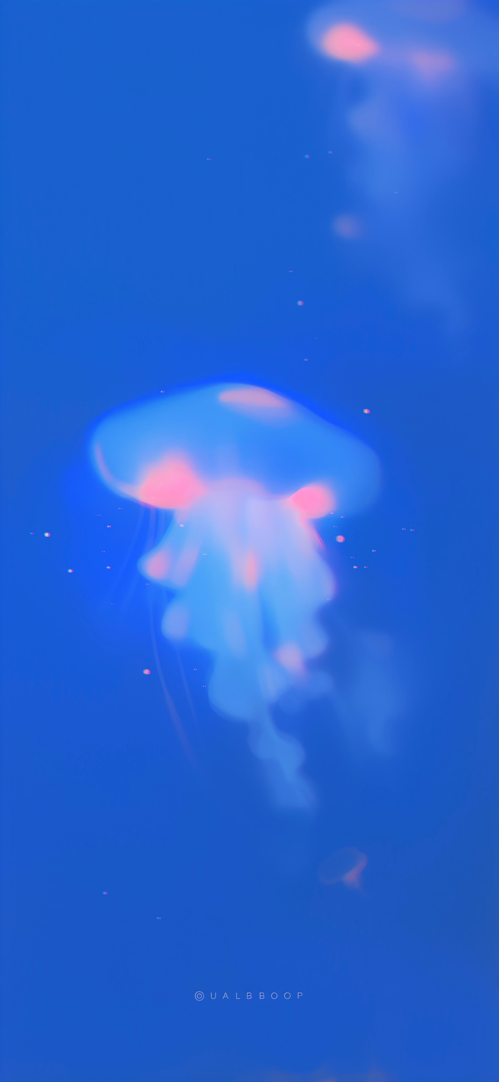 Jellyfish