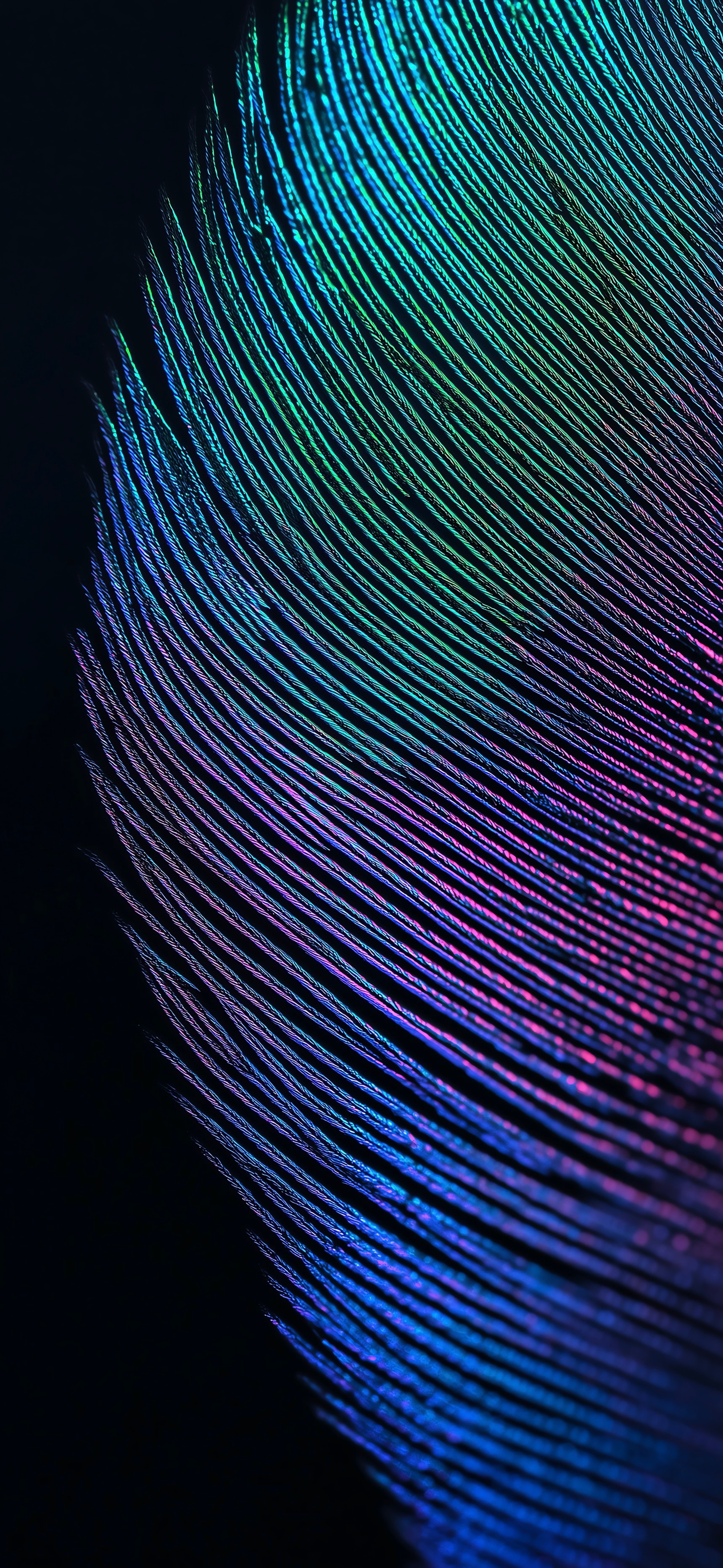 Peacock Feather