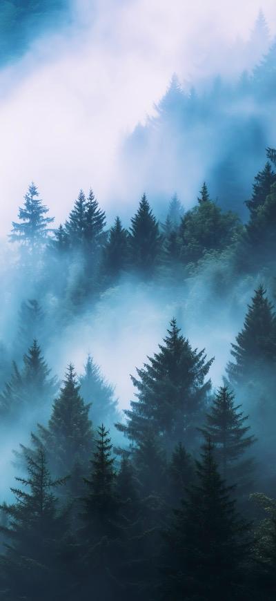 Foggy Dense Forest