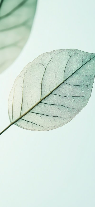 Translucent Leaf