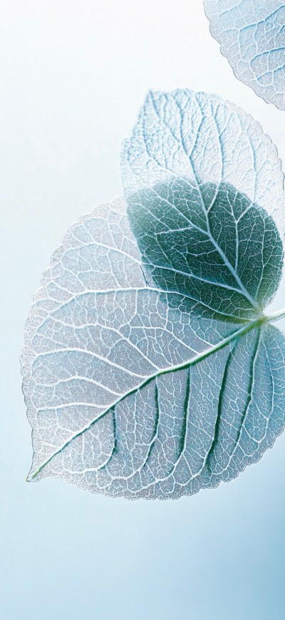 Translucent Leaf