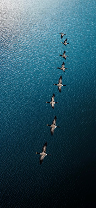 Flock Of Geese