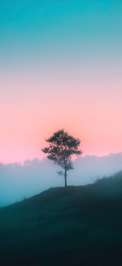 Lone Tree On A Foggy Hill