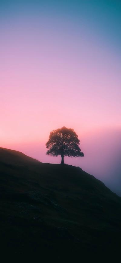Lone Tree On A Foggy Hill