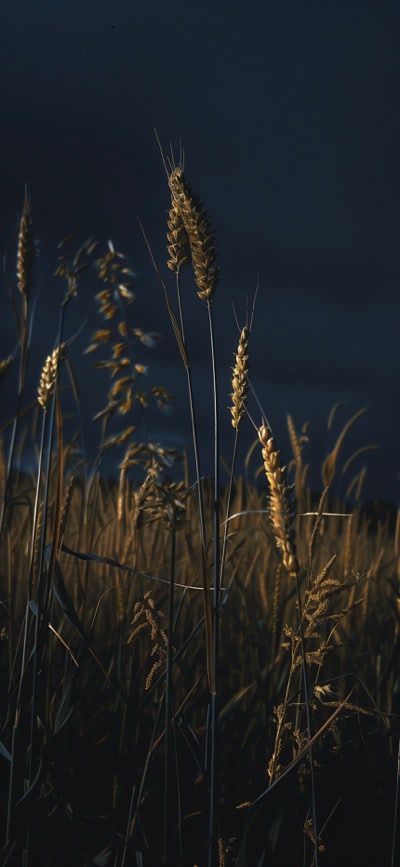 Wheatfield 3