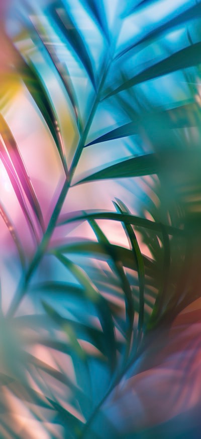 Tropical Blur 1