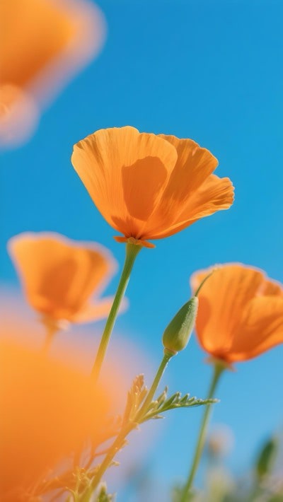 Cosmos Flowers