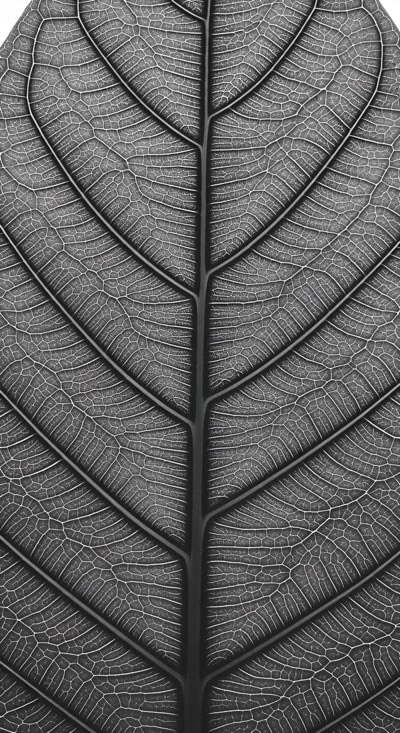 Macro Leaf Close Up