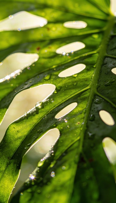 Leaf
